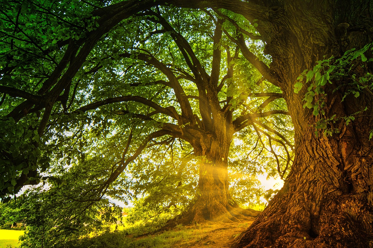 Sunbeams through ancient oak trees in Savernake Forest